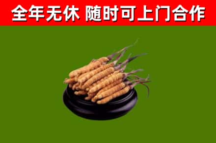 迎江区回收散虫草