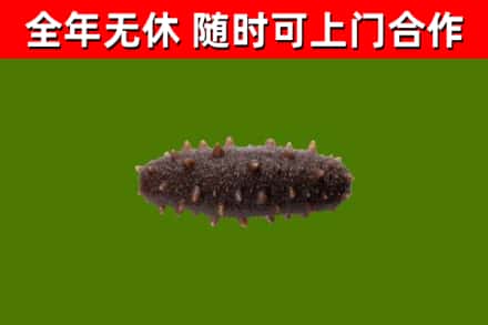 迎江区回收海参干